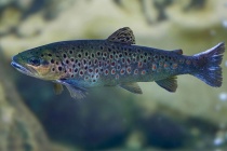 fischzucht_bremgarten_shop_online_bestellen_abholen_bachforelle_591696311