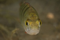 Egli, filetiert (nicht immer verfügbar)