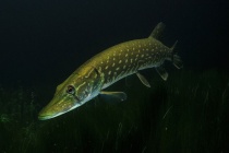 fischzucht_bremgarten_shop_online_bestellen_abholen_hecht_filet_ganz_2055442818